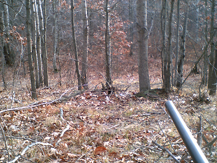 There were no deer here.