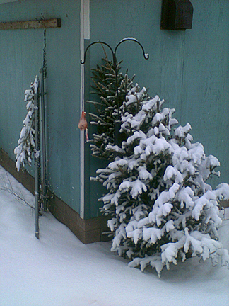 Christmas tree outside