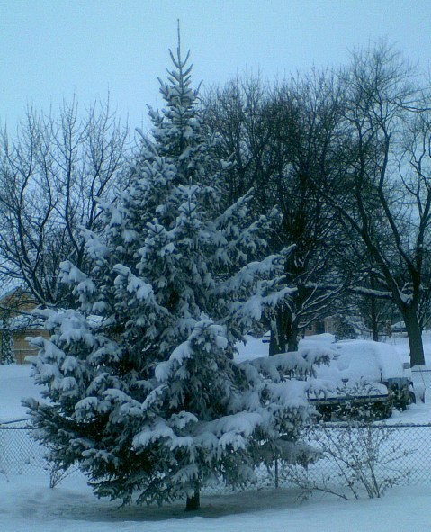 Pine tree and butterfly bush