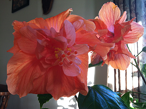 Blooming life in my living room