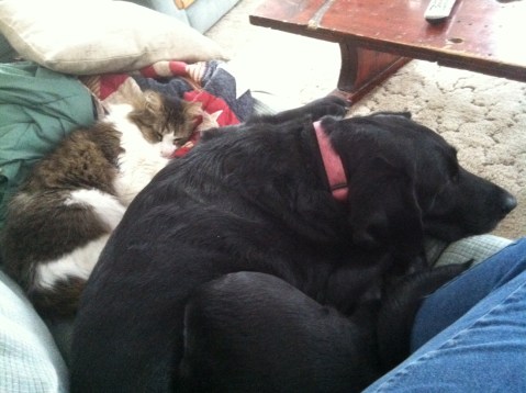 These two can get along, so why not the children? ... asked the non-parent.