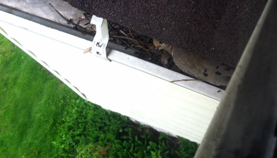 Pet Pic, 05202014&nbsp;edition