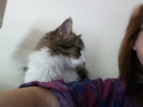 Standard position: Me at work on the far right end of the couch, Gizmo at the intersection of arm and back.