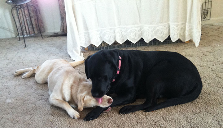 puppy chewing on older dog's leg while getting face licked clean