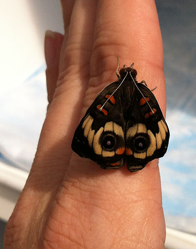Butterfly Diary 2015, Week 1: Settling&nbsp;in