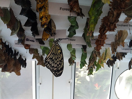 Inside the butterfly case.