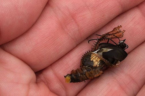 A crasher who sadly did not survive.