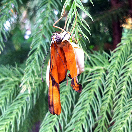 Norfolk pine to the rescue.