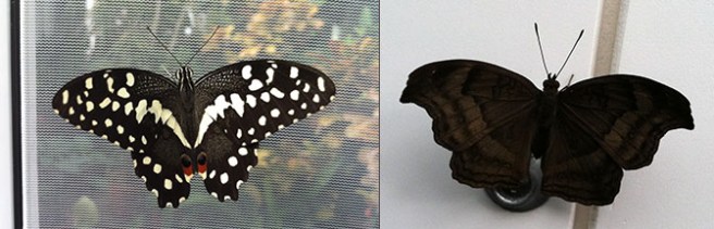 Butterflies this year include the chocolate pansy on the right, perched on the lock of the case.