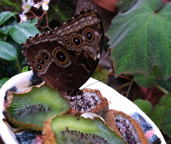 Noms. A blue morpho butterfly eating rotting kiwi.