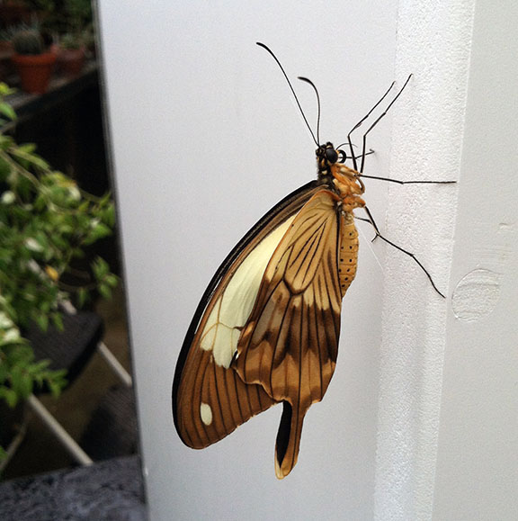 Butterfly Diary 2015, Week 2: Lots of new&nbsp;friends