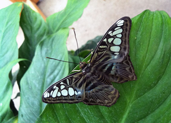 Resting above eye level.