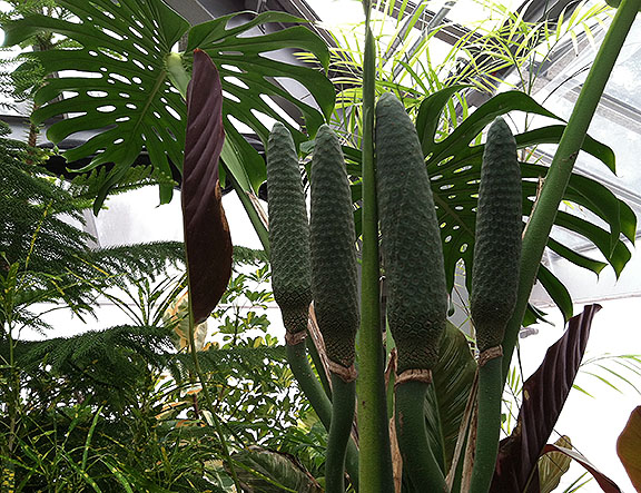 I have no idea what this plant is. I'd like one, though.