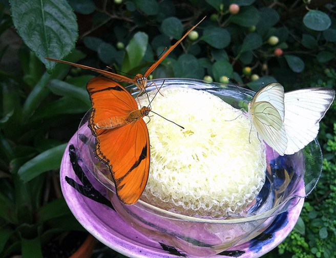 Two Julias and a great Southern white eat together.