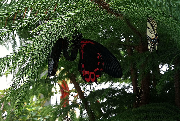 Butterfly Diary 2015, Week 3: Romance in the&nbsp;air