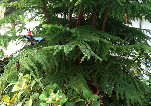 The Norfolk pine where we hang butterflies that need more time to dry. I try to put them high enough that if they fall, they still will be visible so they can be rescued again.