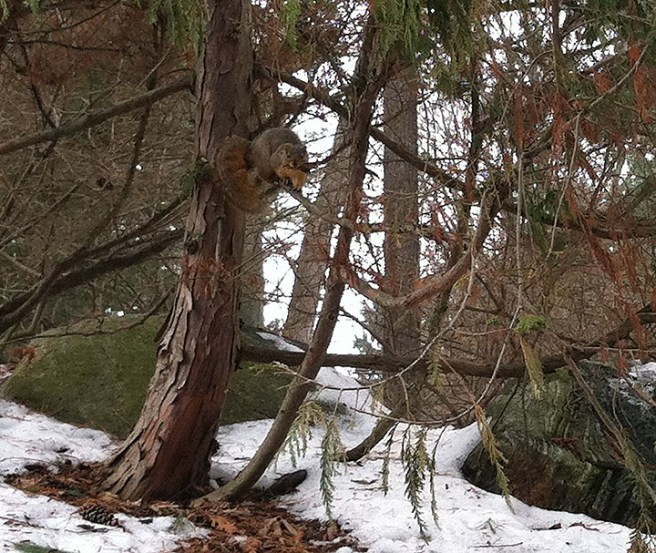 Stay on the path, the squirrel says.