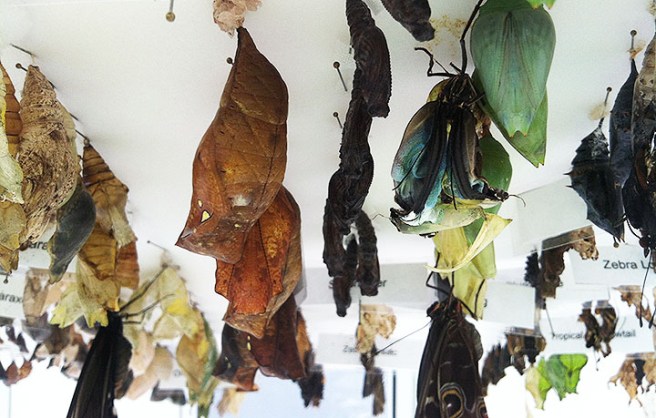 This blue morpho became stuck while trying to emerge.