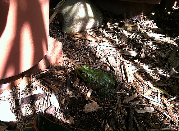 The frogs LOVE the butterfly exhibit. It is tasty.