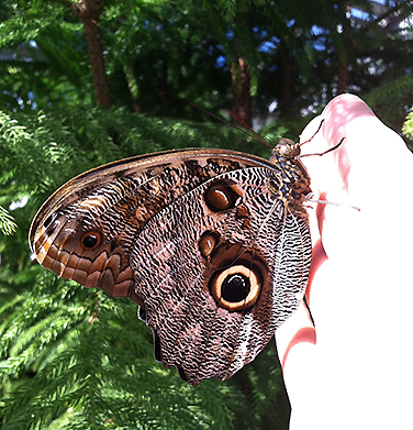 A giant owl on my hand, for scale. This variety has noticeable weight to it, and scritchy feet.