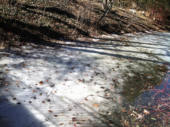 As the stream by the Conservatory thaws, multiple layers of leaves that were frozen into it are revealed.