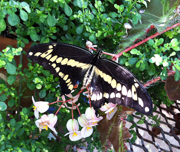 A giant swallowtail.