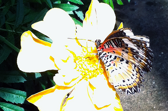 I reached out to Elly for help when I couldn’t identify this while editing and she told me it is a lacewing. Many photos show the tops of butterfly wings, so identifying by the undersides is harder. It gets trickier still because so many varieties have duller undersides for camouflage, such as the popular blue morpho, which is brown with a line of large spots on the undersides, but a brilliant blue on the wing tops. The blue morphos also are notoriously uncooperative for cameras.