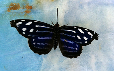 A Mexican bluewing still in the chrysalis case. The dark spots on the TENA pad are meconium, or waste fluid, that the butterflies expel as they unfurl and flap their wings to dry while hanging. We put pads under each chrysalis shelf and spray them heavily to boost the humidity in the case.