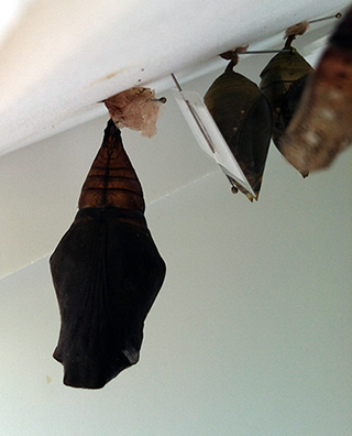 A chrysalis for one of the owl butterflies, I believe the giant owl. See how it’s transparent at the top? The Dow Gardens entomologist, Elly Maxwell Grosteffon, said this one likely would be emerging within the next day.