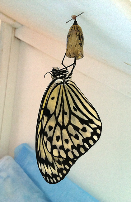 My favorite photo of the week, a paper kite hanging from its chrysalis.