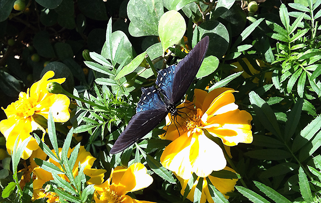 A pipevine swallowtail.
