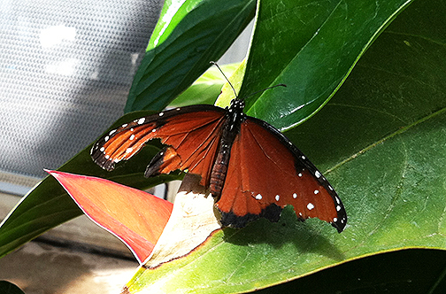 A queen, which is the type, not the gender. It is somewhat battered, likely from courting rituals. I find the orange Julias and zebra longwings especially amorous, and sometimes gently shoo them out of the nursery when they try to mate with a new insect, such as the orange sulphur that crashed with its wings furled and had trouble hanging onto the tree at all. Sadly, it did not survive.
