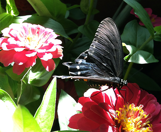 A spicebush swallowtail feeds on a zinnia.