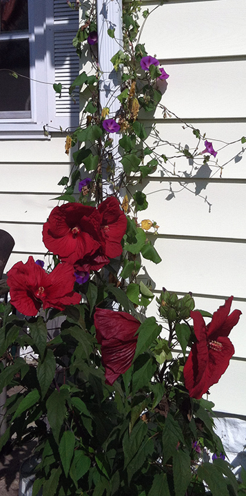 The hibiscus and morning glory coexisting.