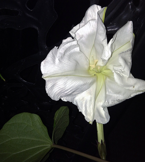 A moonvine blossom just opening for the night.