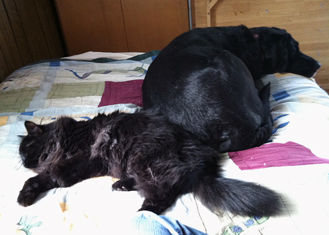 Photo of black cat and black Labrador retriever on quilt-covered bed