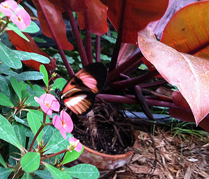 photo of a hybrid longwing butterfly
