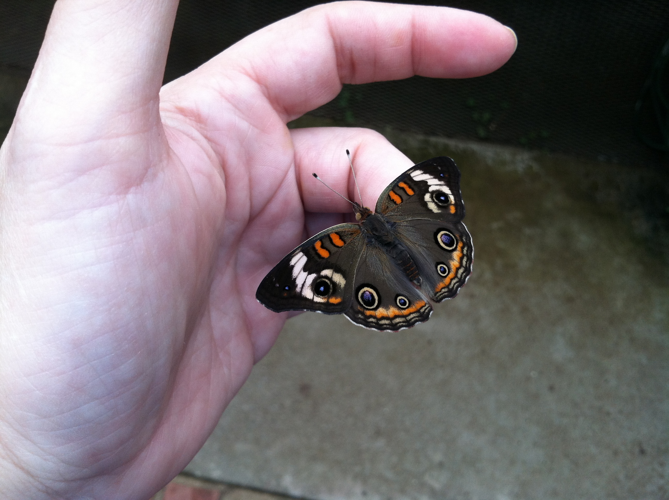 Another of our smaller varieties, a buckeye