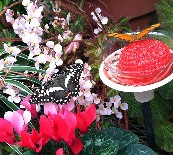 More flying critters