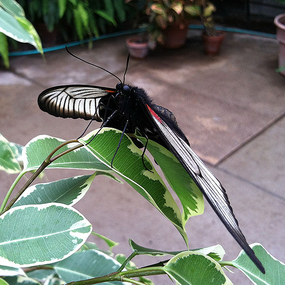 A little girl asked why one butterfly didn't have eyes and I said it did, but they were black ... like this one's