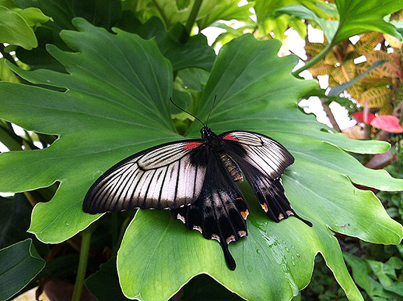 Same variety, different specimen; note the two "tails"