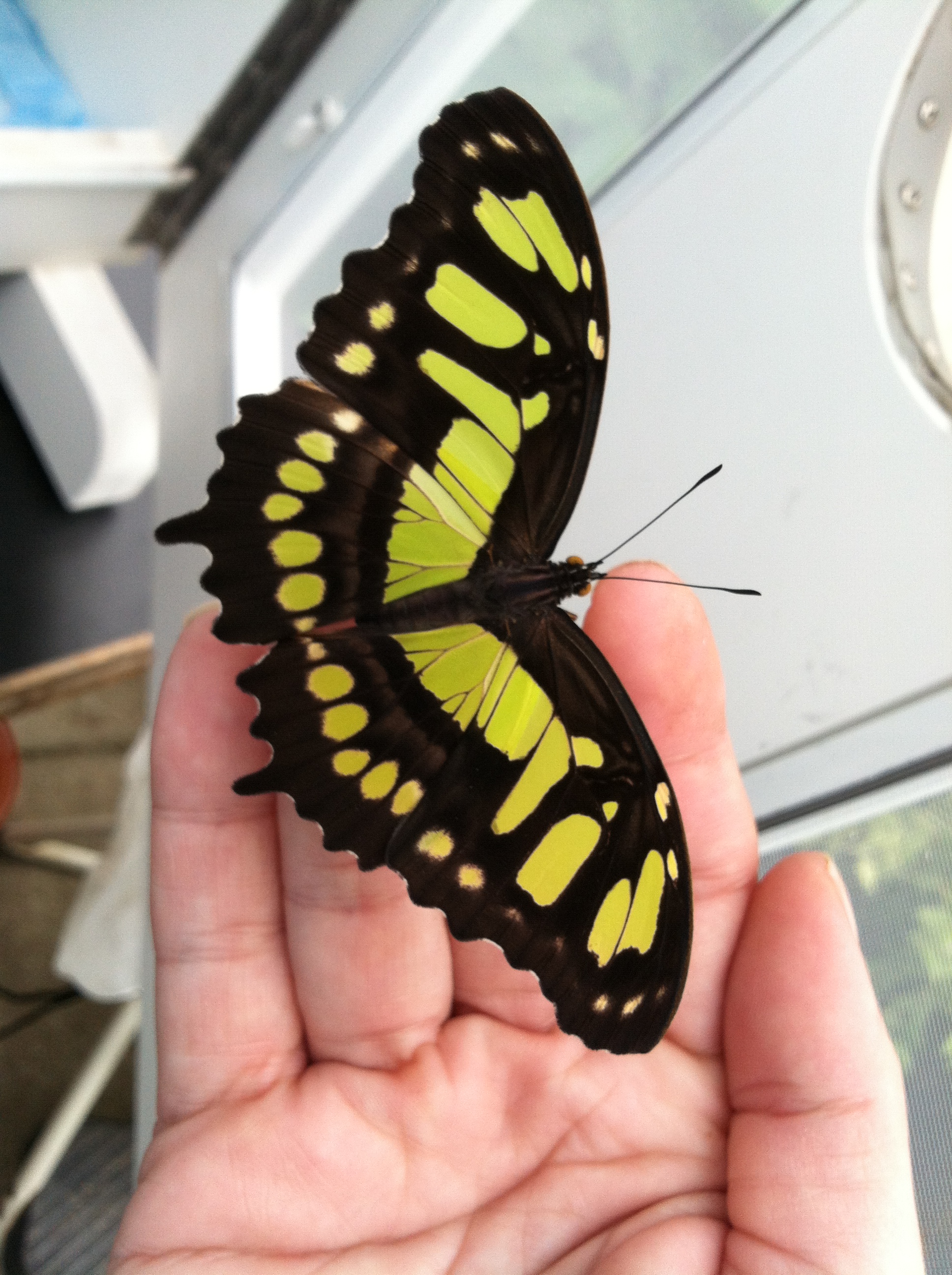 Somewhat larger, a malachite