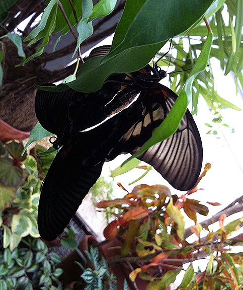 Mating swallowtails