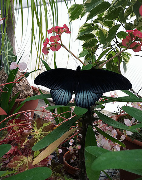A butterfly on a flowering plant