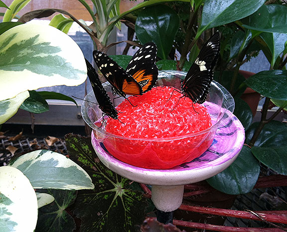 A trio at one of the food dishes