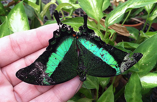 Emerald swallowtail