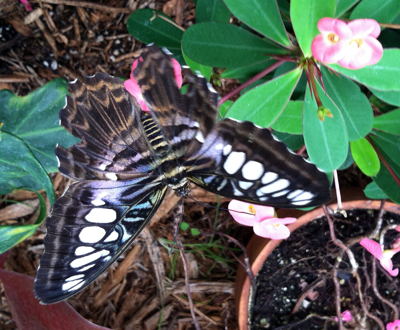 A butterfly (sorry, ID is tough sometimes)