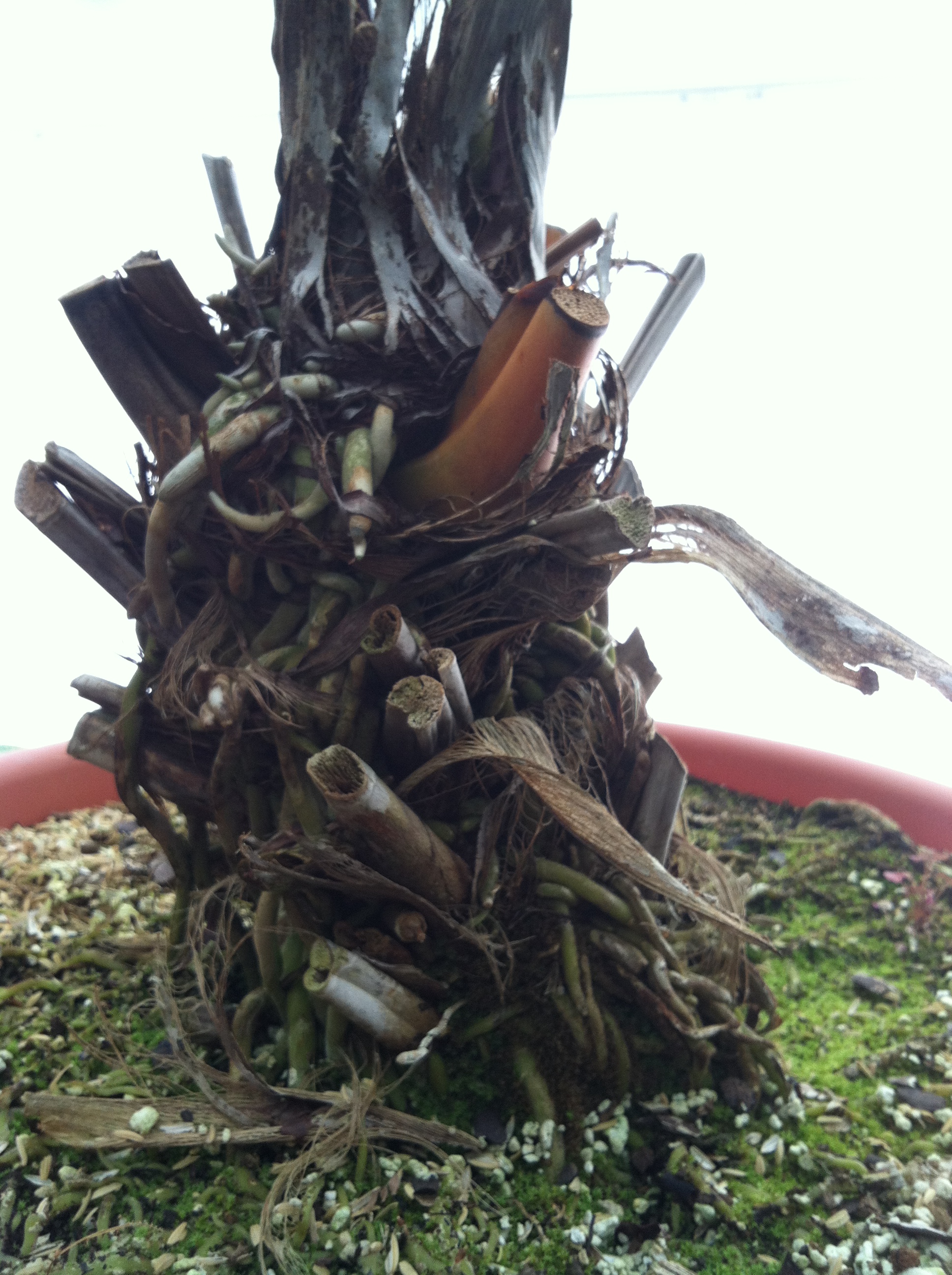 Gnarled base of a tropical plant with many stubs where branches were lopped off close to the trunk