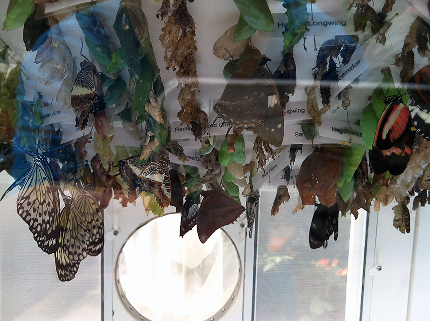 Emergence case full of varied chrysalises and recently emerged butterflies