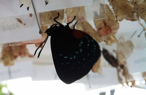 Atala butterfly